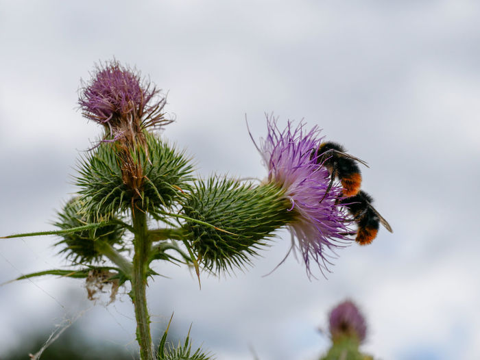 Close-up of bee pollinating on thistle flower