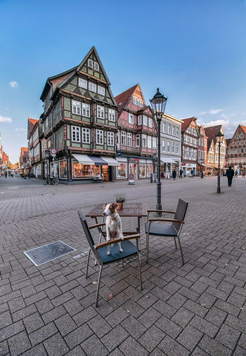 Jack russell terrier in celle, germany
