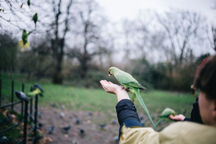 Man holding bird against plants