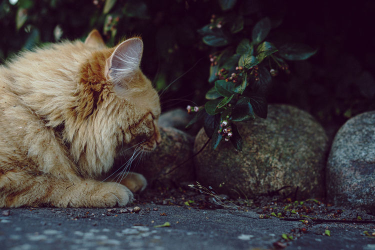 Cat sitting in a plant