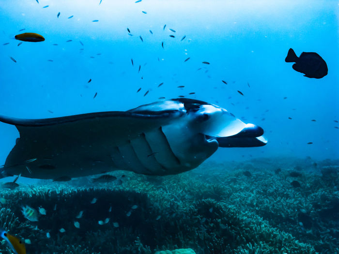 Low section of manta ray swimming in sea