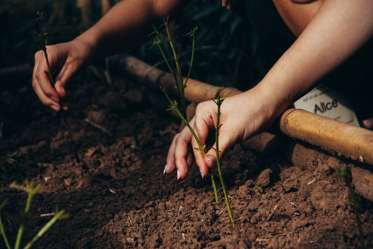 Cropped hands planting