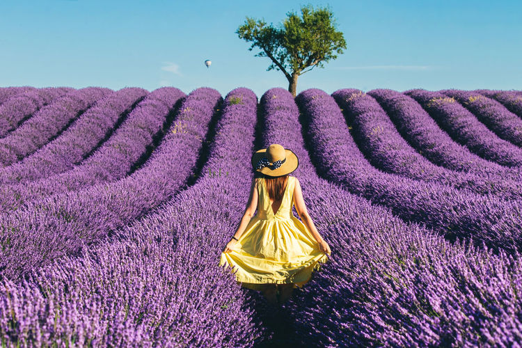 Lavender fields