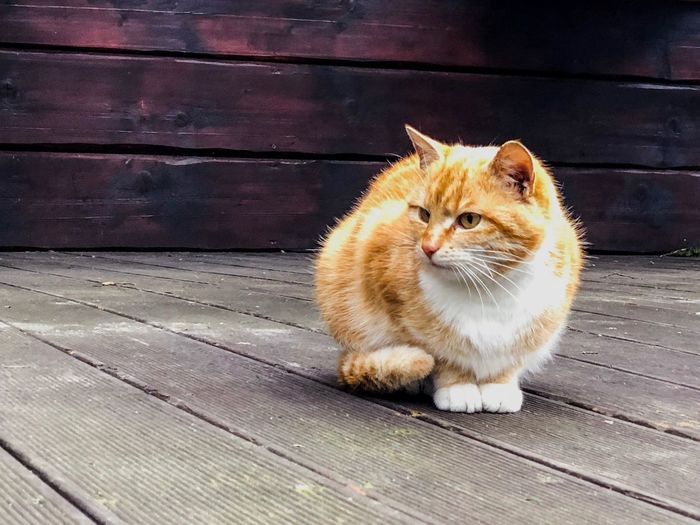 Portrait of cat sitting on wood