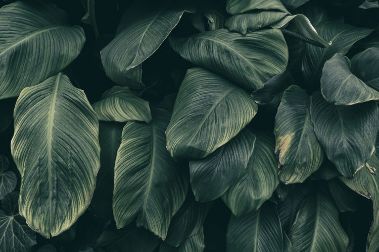 Tropical foliage, dark green nature background