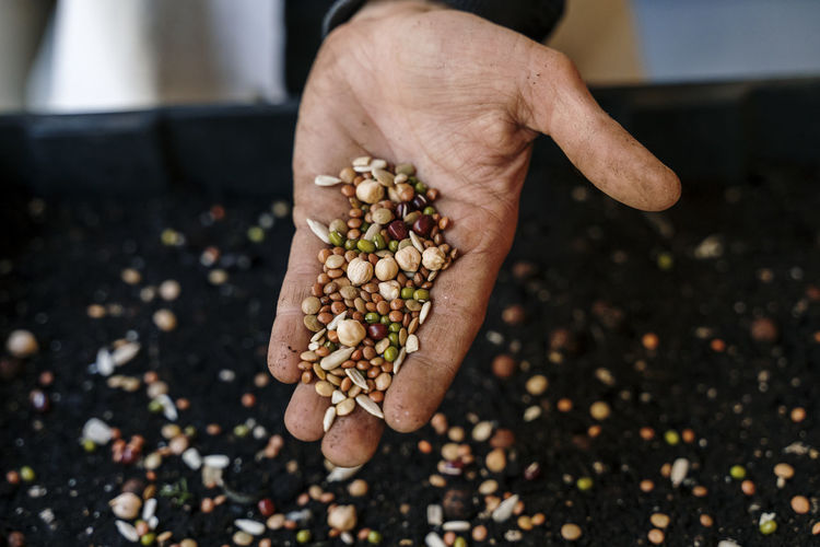 Hands holding variety of seeds