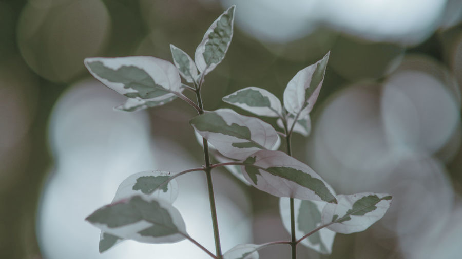 Close-up of white flowering plant leaves