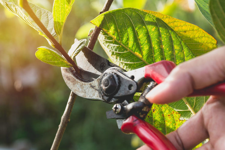 Close-up of person cutting plants with pruning shears