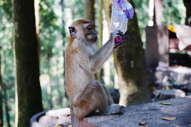 Monkey playing with plastic bottle