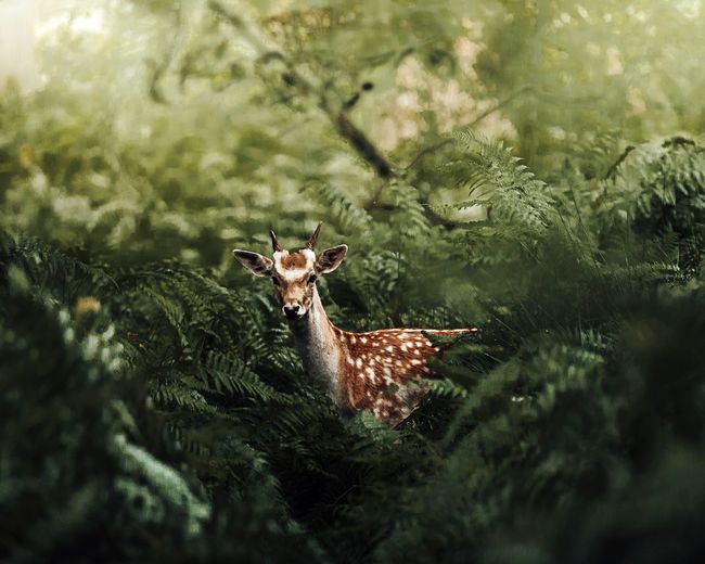 Portrait of a young fallow deer in a forest