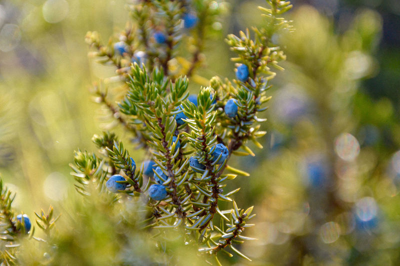 Close-up of juniper hung with berries