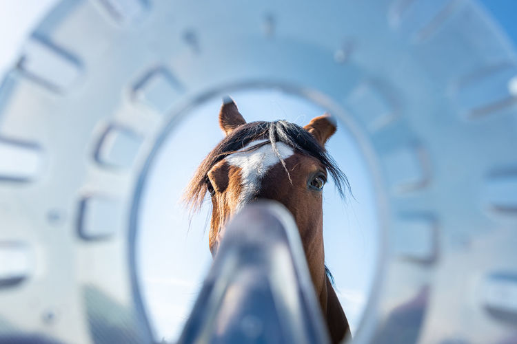 Horse's head seen through modern plastic horseshoes made of composite material