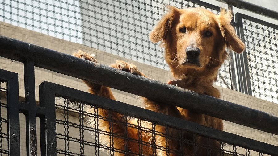 Portrait of golden retriever rearing up on railing