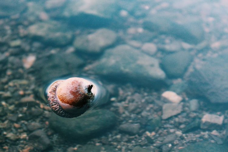 Close-up of acorn on water