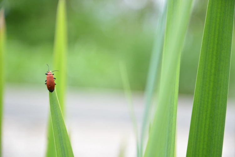Close-up of insect on plant