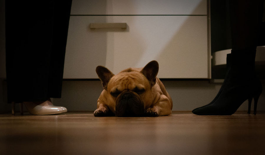 Dog lying on floor at home