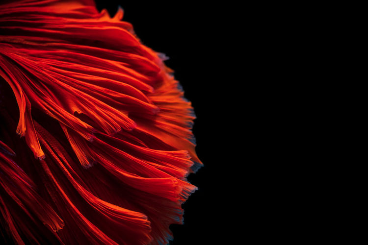 Abstract background image from the swimming of the red betta fighting fish on black background