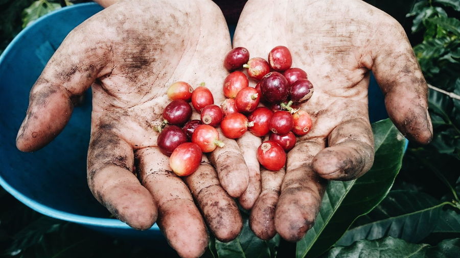 Close-up of hand holding coffee fruit