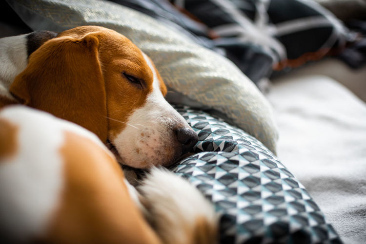 Close-up of dog lying on bed at home