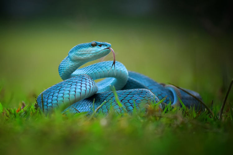 Close-up of blue snake