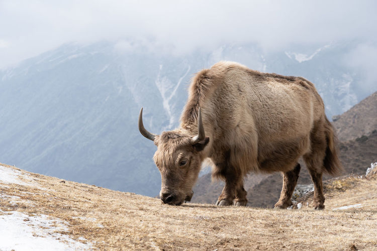 A domesticated yak grazing in the himalaya highlands of nepal.