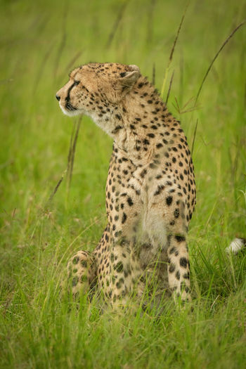 Cheetah sits in tall grass turning left