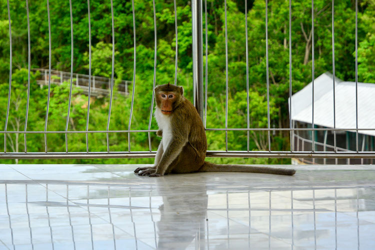 Monkey sitting on the white tile