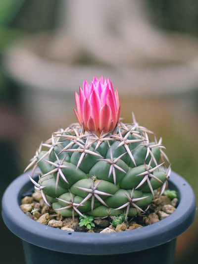 Close-up of pink cactus flower pot