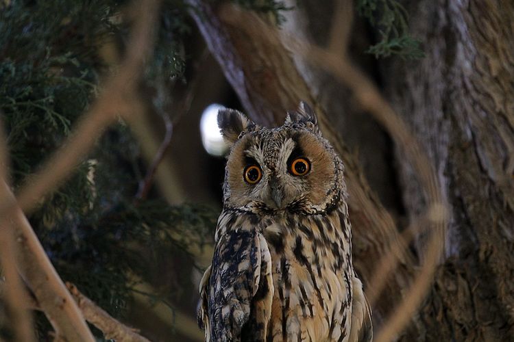 The owl resting on his tree 
