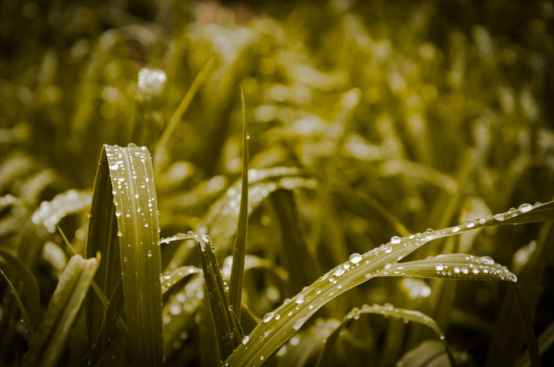 Close-up of wet plant during rainy season