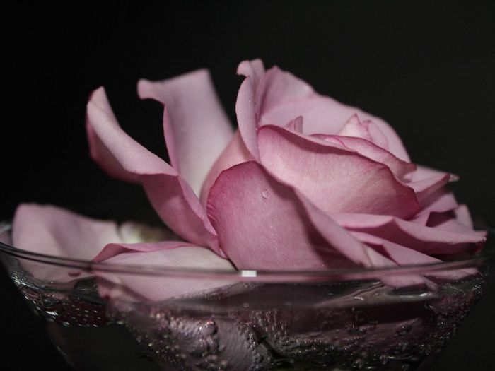 Pink rose in water dark background 