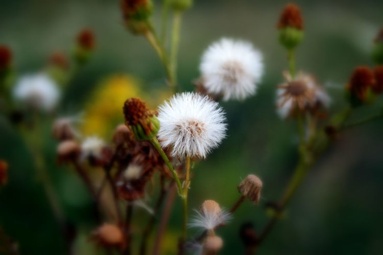 Close-up of flowers