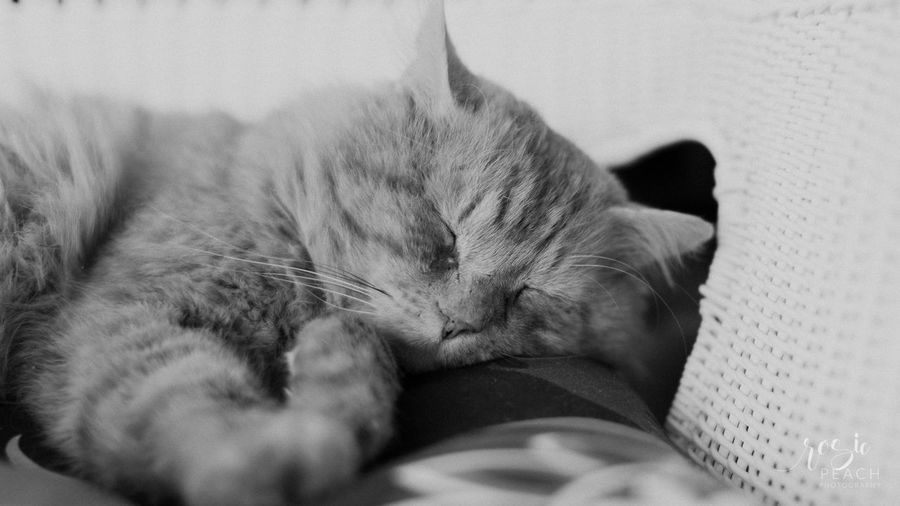 Close-up of cat sleeping at home