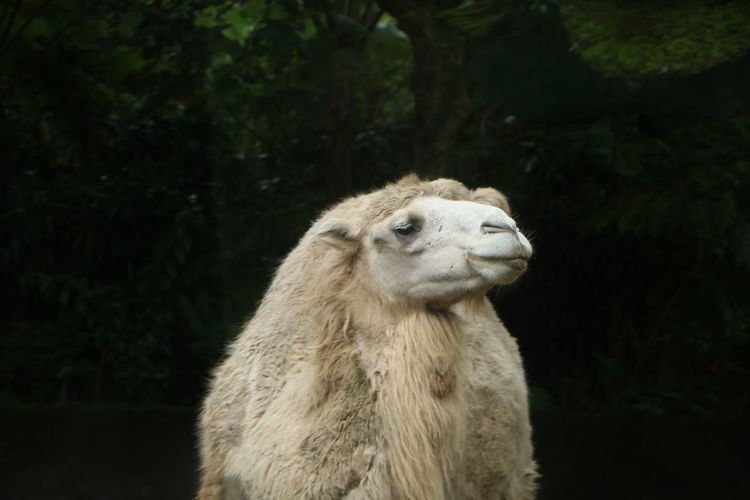 The face of a camel in the zoo