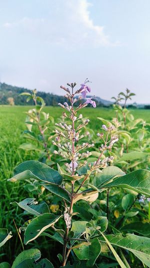 Close-up of pink flowering plant on field against sky