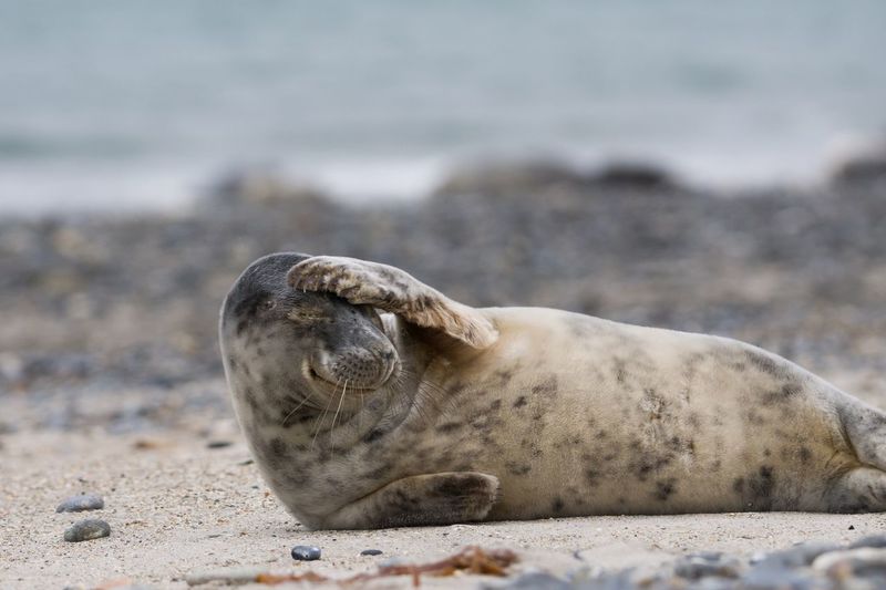 Seal resting on beach