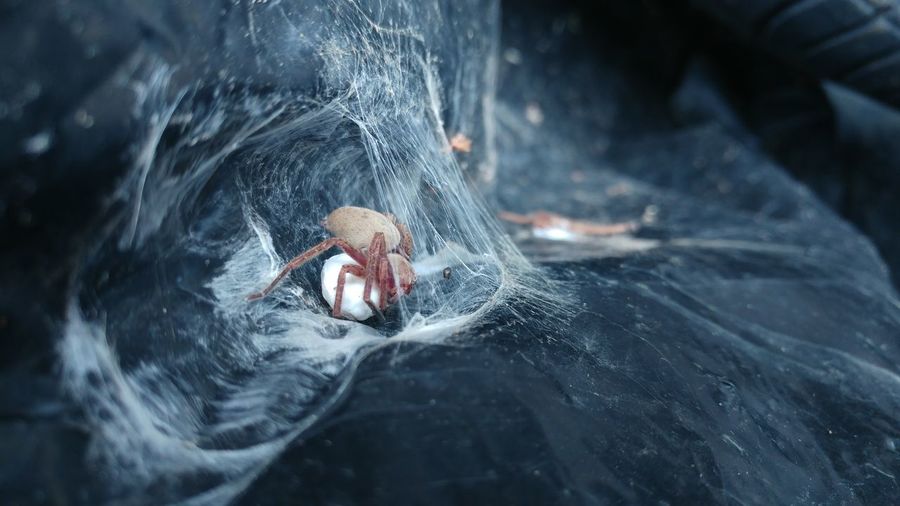 Close-up of insect in spider web