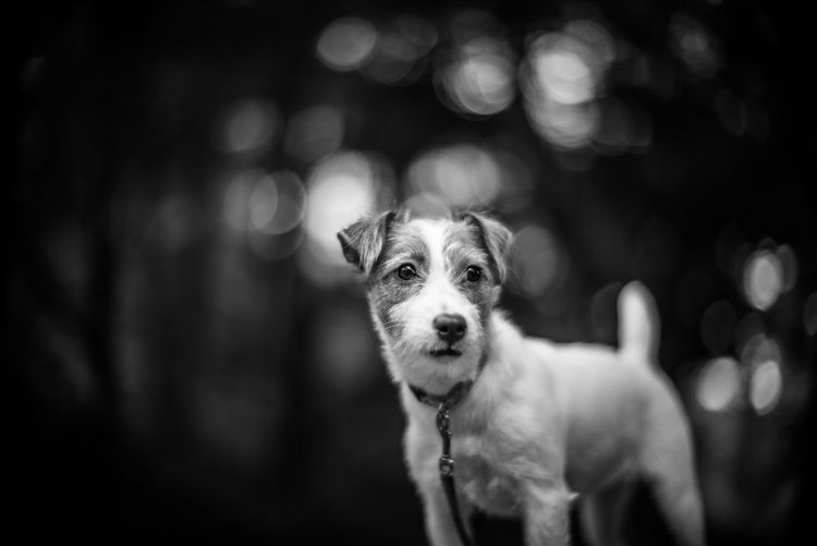 Jack russell terrier looking away against trees