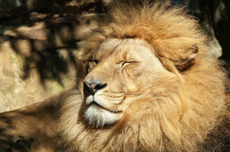 Close-up of lion sleeping on field