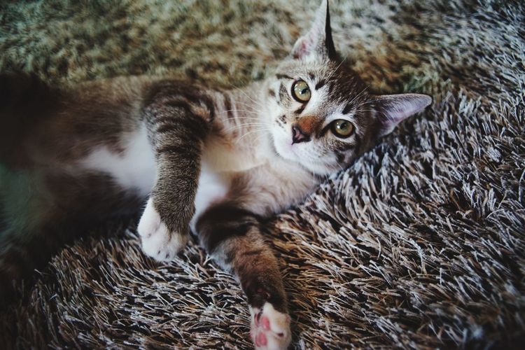 High angle portrait of cat lying on rug