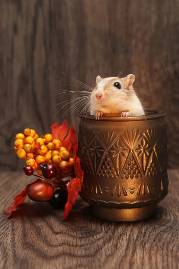 Close-up of gerbil in winter arrangement