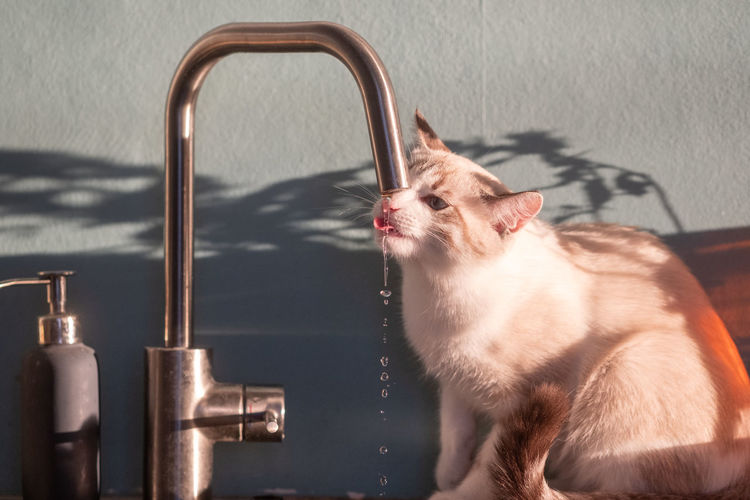 A young playful white cat drinks water from the tap close-up. water drips down the face - open mouth