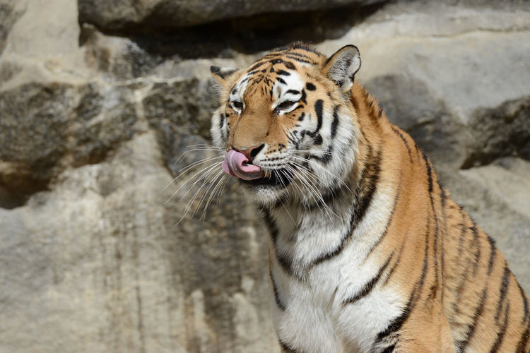 Close-up of a tiger looking away