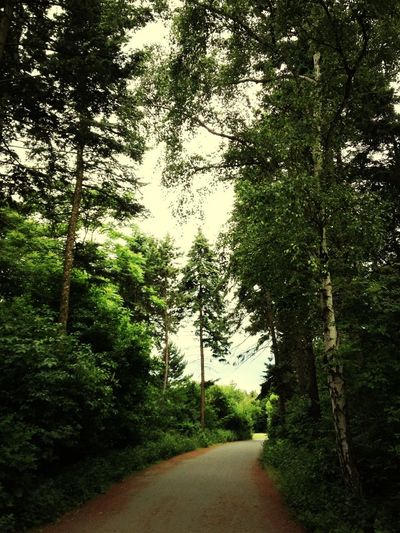 Empty road in forest