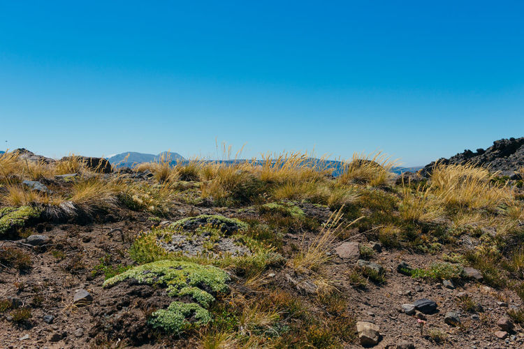 Plants growing on arid landscape against clear blue sky