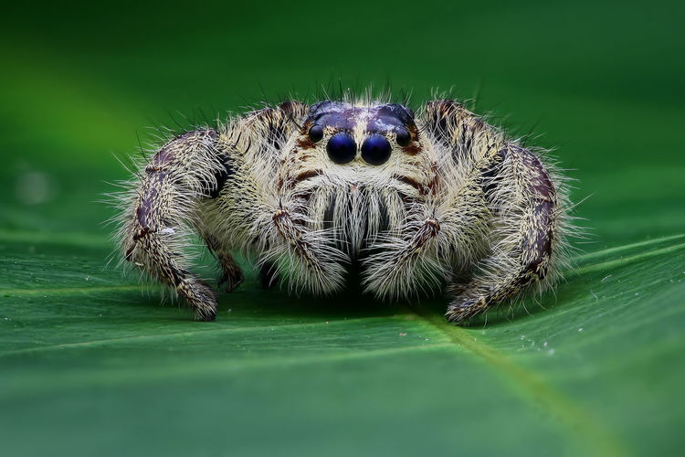 Close-up of spider on leaf