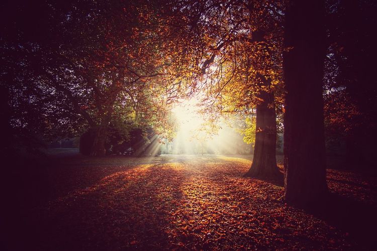 Sunlight streaming through trees during autumn