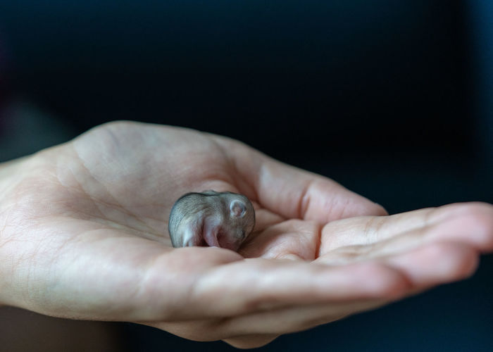 Baby dwarf hamster resting on a warm hand. 