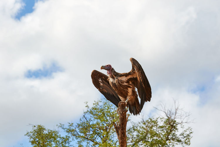 Lappet-faced vulture high in a tree