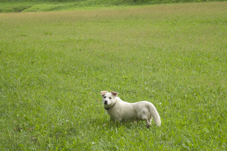 View of a dog on field